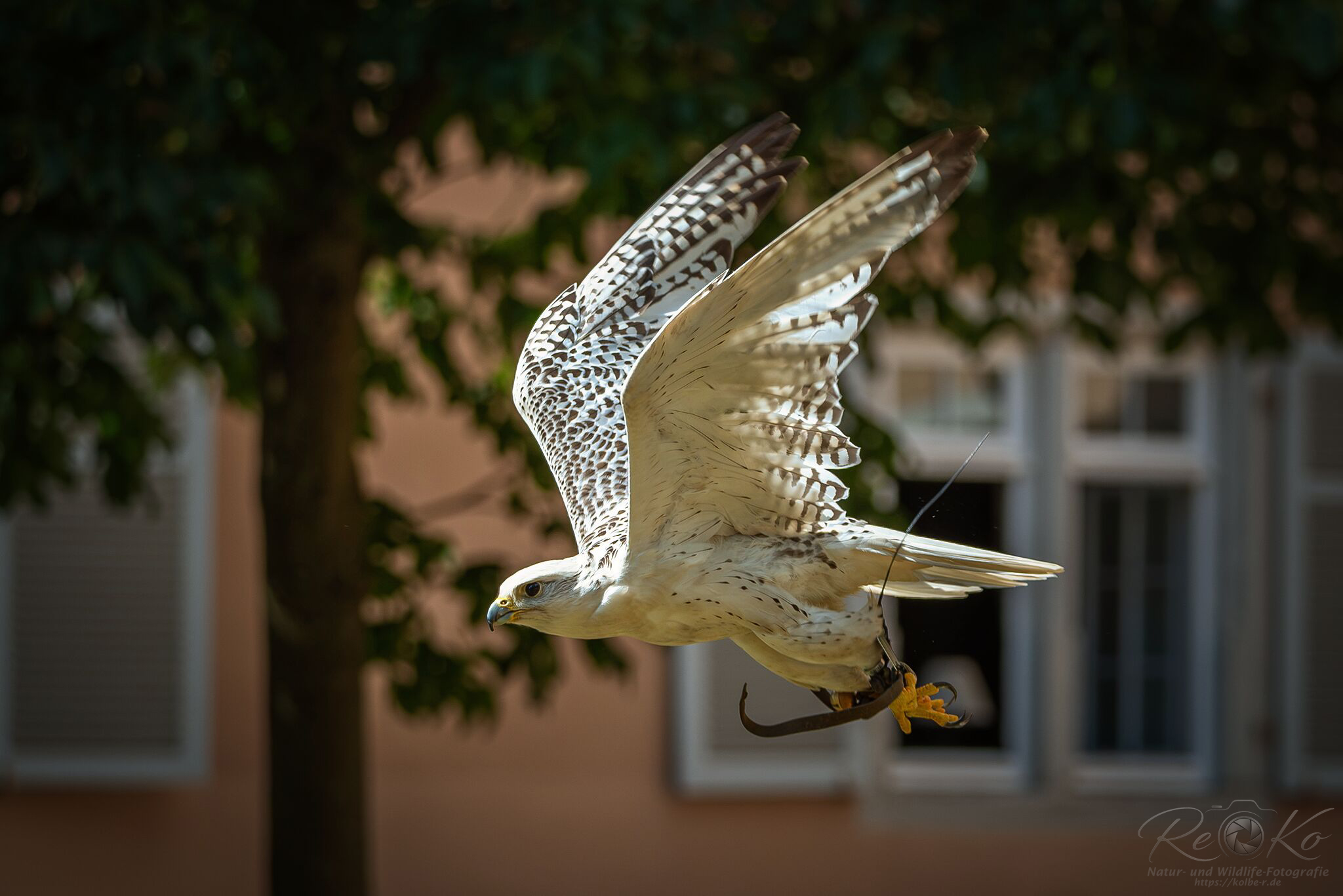 Gerfalke v. Walter Reinhart (Falkner)